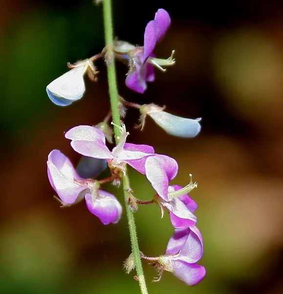 10 Graines de Desmodium gangeticum, Shalaparni seeds