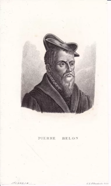 Portrait Pierre Belon Cérans Foulletourte Sarthe Zoologie Médecine Botanique 2