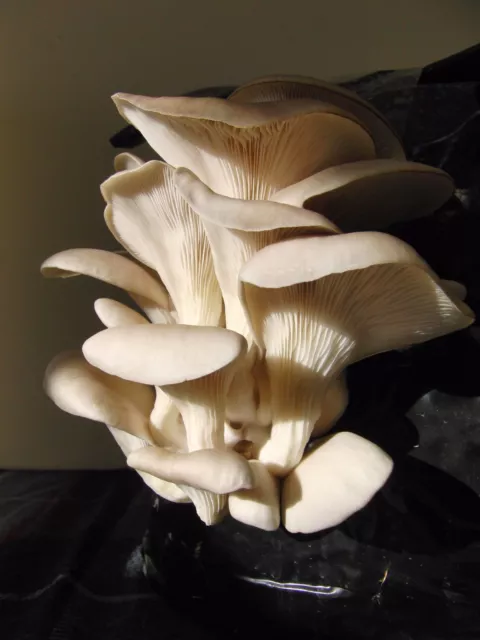 Oyster Mushroom Spawn / Seeds