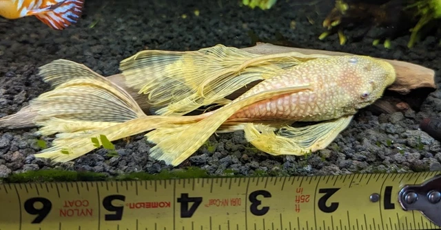 2 Bristlenose Pleco (Ancistrus sp.) 3" to 4" Assorted Alb, Blk