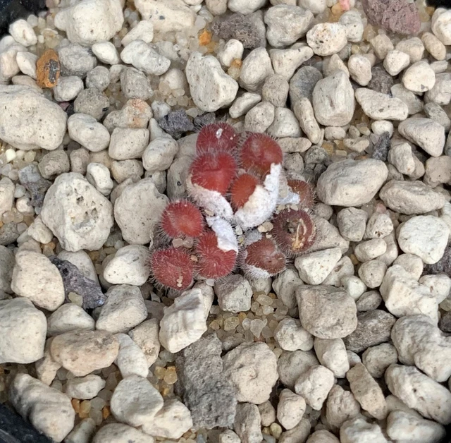 Conophytum stephanii ssp. Helmutii Ykosies Myn 1