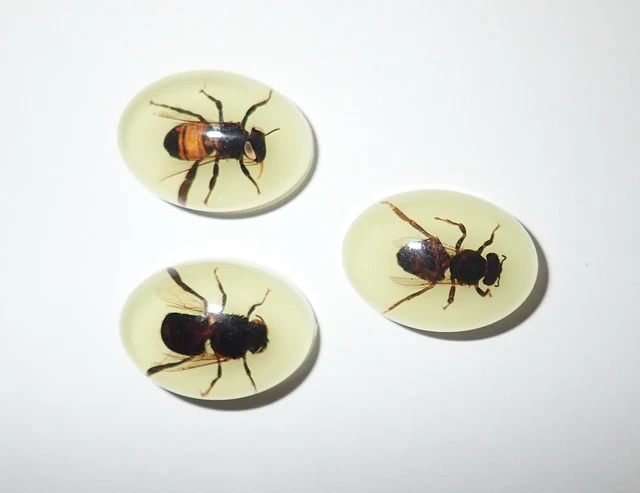 Insect Cabochon Honey Bee Apis mellifera Oval 18x25 mm Glow 3 pieces Lot