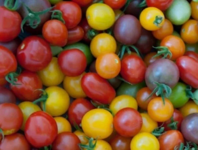 50 Graines de Tomate Cerise en Mélange Bio Graines Maison
