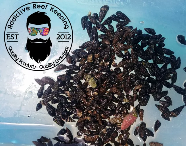 100 Cerith Snails Invertebrates Coral Saltwater Fish - FREE SHIPPING!!