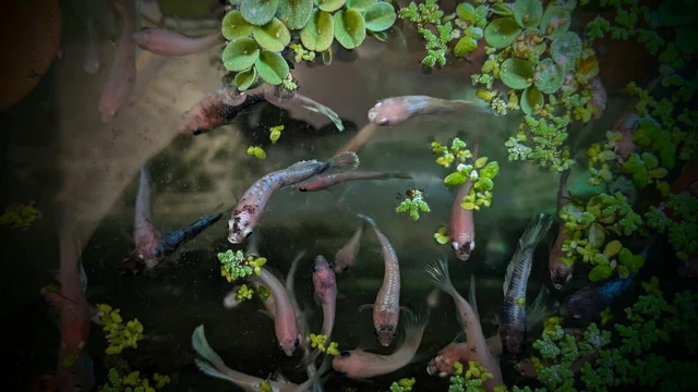 6 Female Betta Sorority, Expedited Shipping!