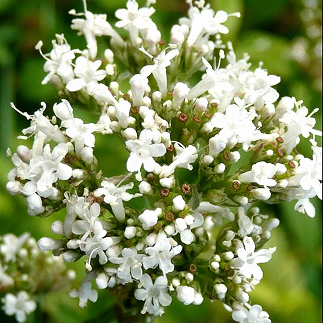 Valerian 100+ Seeds Spring Sow Perennial Herb Medicinal Sedative Catnip Bees Usa