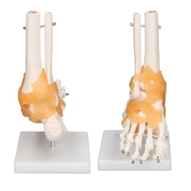 Skeleton Rota ANATOMICAL SKELETON MODEL Rotatable PVC Flexible Foot Model ...