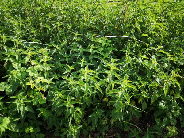 + 2500 Samen Große Brennnesselsamen Urtica dioica Brennessel Brennessel Kräuter