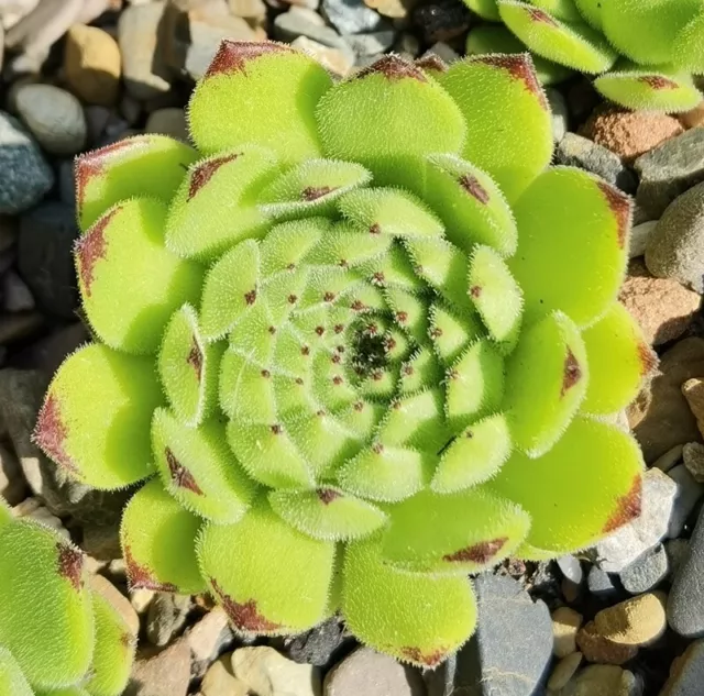 Sempervivum "Tabaluga" - Eigene Züchtung, 1 Jungpflanze