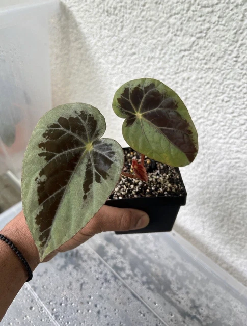 Begonia burkillii Silver Edge