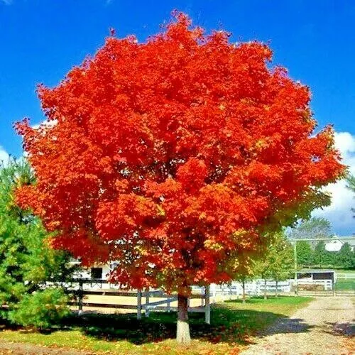 *RED SUNSET* Japanese Maple (Acer rubrum) Tree Seeds, Landscaping or Bonsai