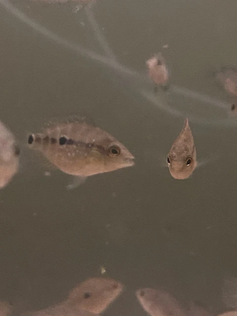 FLOWERHORN CICHLID 1” Bonsai Flowerhorn F Mixed With Regular Texas Cichlid M 4