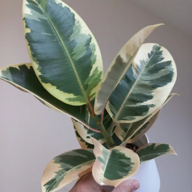 Ficus Elastica Tineke Variegated House Plant Terrarium Frog Rooted Established