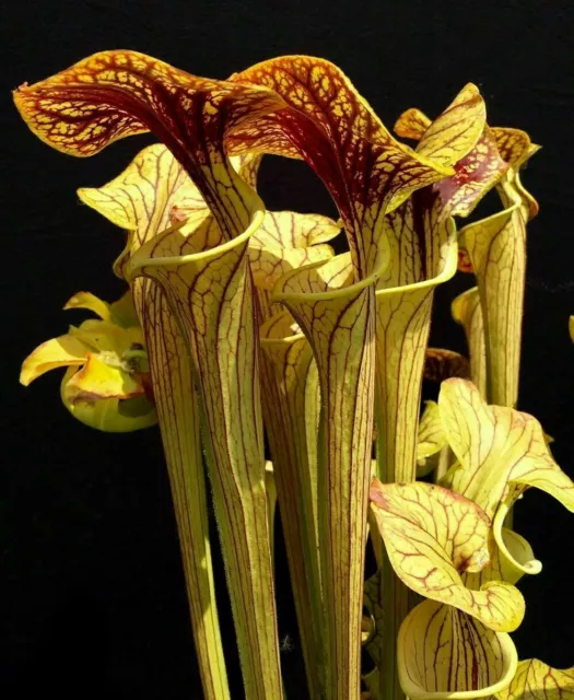 SARRACENIA OREOPHILA - 10 graines de PLANTE CARNIVORE