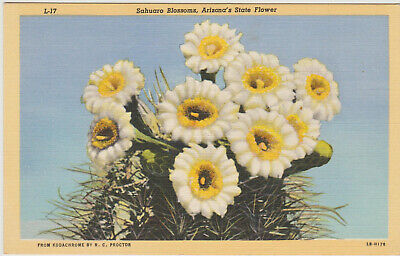 Arizona Postcard State Flower White waxy blossom of the giant saguaro cactus AZ