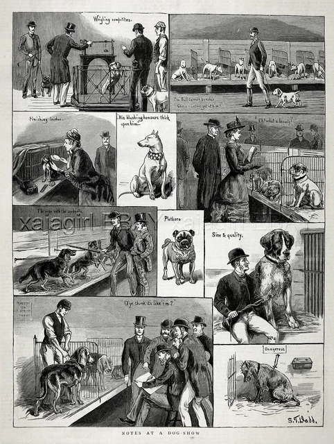 Dog Show Humorous, Bloodhound Pug St. Bernard Bull Terrier 1880s Antique Print