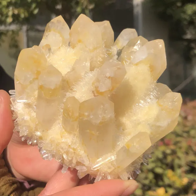 1.1LB  New Find yellow Phantom Quartz Crystal Cluster Mineral Specimen Healing