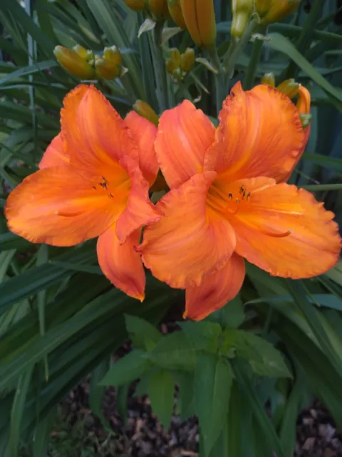 Taglilie Hemerocallis " Manoa Loa" 60 cm