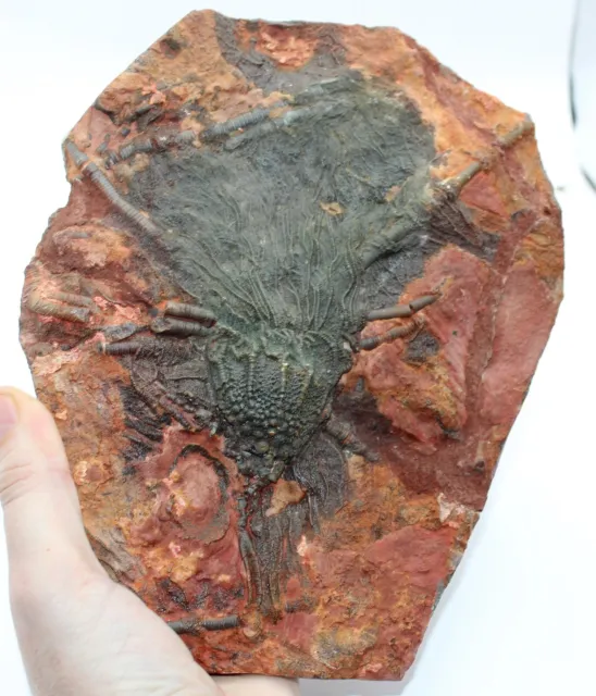 Large Fossil Crinoid Scyphocrinites 8.6 inches Ordovician age Morocco WS31.CN2