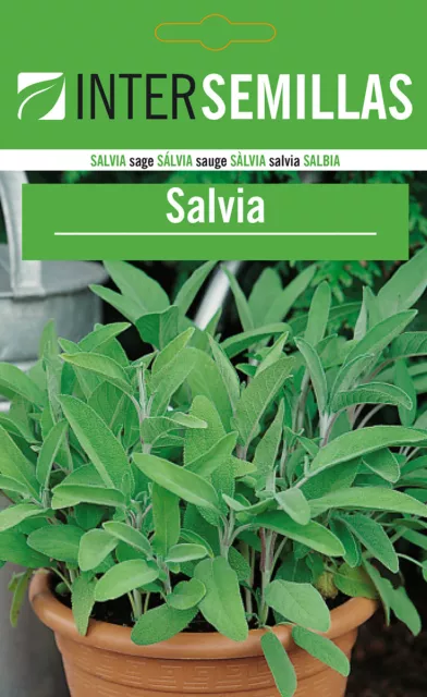 Semillas de Salvia silvestre aromaticas sobre sellado