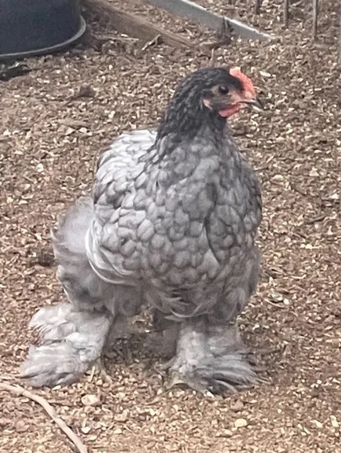 12 Cochin (Blue) Hatching Eggs PT tested-TX