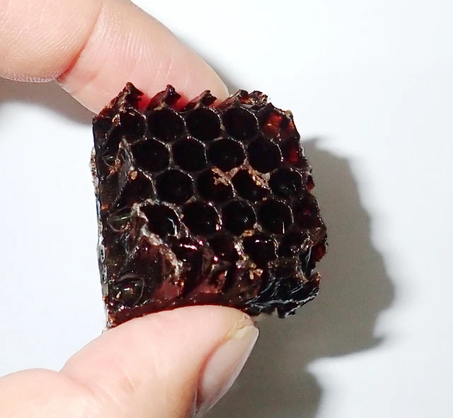 Honey Bee Apis mellifera Hive Lucite Dipped Education Insect Specimen