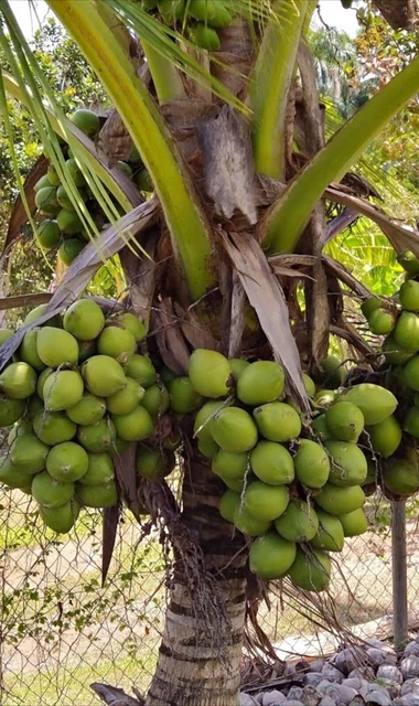 Dwarf Coconut Seed Sprout.  Organic Coconut seed sprouted