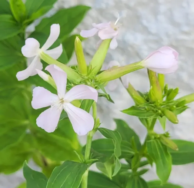 Seifenblume Seifenkraut Saponaria officinalis Duft Staude Pflanze mehrjärig