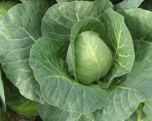 Cabbage Sugarloaf 100 seeds