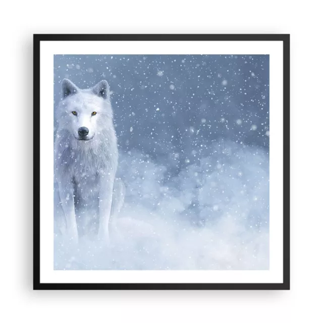 Cuadro Poster de Pared 60x60cm P�ster Marco Blanco lobo nieve Wall Art Prints