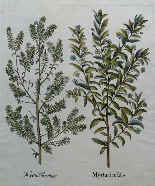 Hortus Eystettensis Besler Koloriert Myrte Myrtus Tarentina & Latifolis 1613