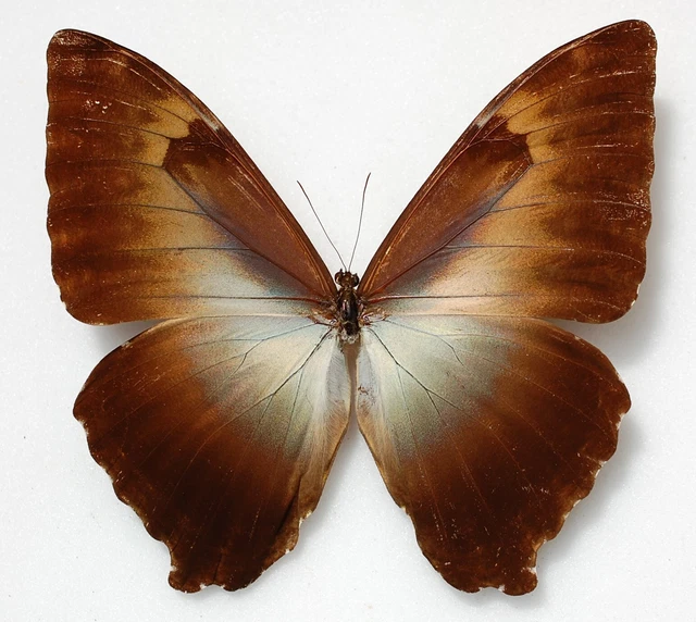 Male Morpho cisseis ssp  from Vinicity of Santa Isabel Peru