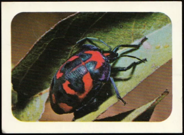 Cereal Swap Card - Weet-Bix - Wonderful Wildlife #09 Shield-Bug *S358*