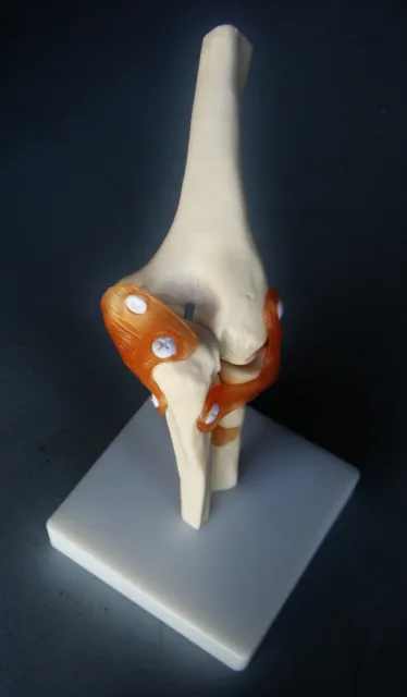 Model Anatomy Professional Medical Elbow Joint Life Size IT-011 USA ARTMED