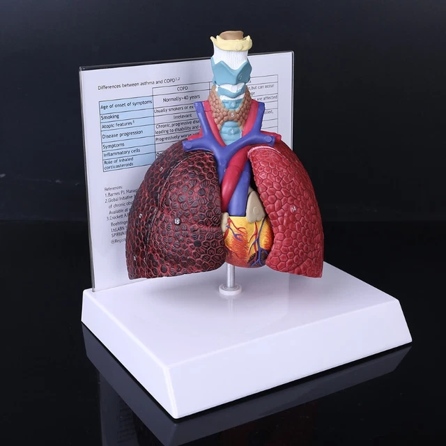 Nizirioo Modello anatomico 28,5 cm, corpo umano, modello anatomico 3D, modello anatomico, modello per corpo umano, corpo umano rimovibile, modello di