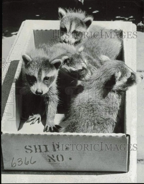 1966 Press Photo Five baby raccoons at the Boston Animal Rescue League