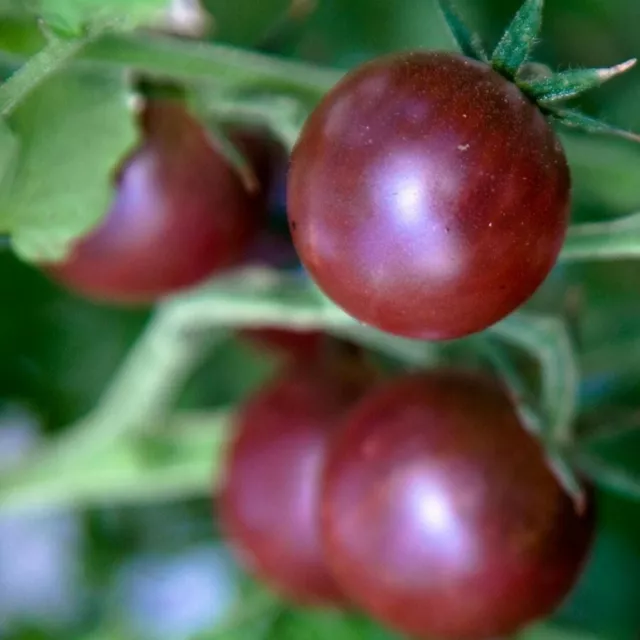 TOMATO Black Cherry (Indeterminate) 50+ seeds Fruit heirloom garden vegetable