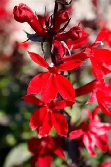 LOBELIA 'STARSHIP SCARLET' Cardinal Flower, 1 Gallon Pot Live Plant $23 ...