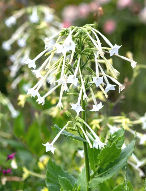 1500+ White Jasmine Flowering Tobacco Seeds (Nicotiana sylvestris) Tropical Herb