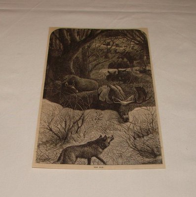 Elan Élan Dans Combat Avec Loups Gravure sur Bois De 1884 