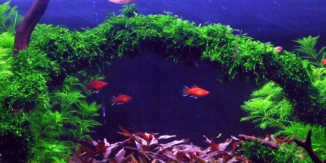 Trauermoos als Matte 80 x 50 mm / Vesicularia ferriei Weeping Moss, Moos