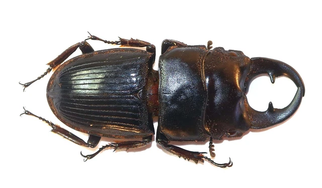 COLEOPTERA, LUCANIDAE, AEGUS PHILIPPINENSIS from INDONESIA £4.95 ...