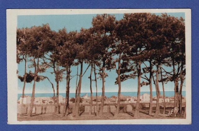 Eg * CPA / postcard: Canet-Plage -> Les Pins