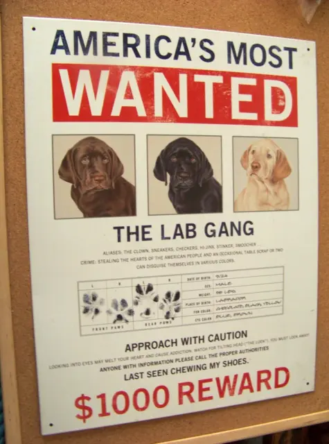 America's Most Wanted The Lab Gang Chocolate Black Gold Labrador Retriever sign
