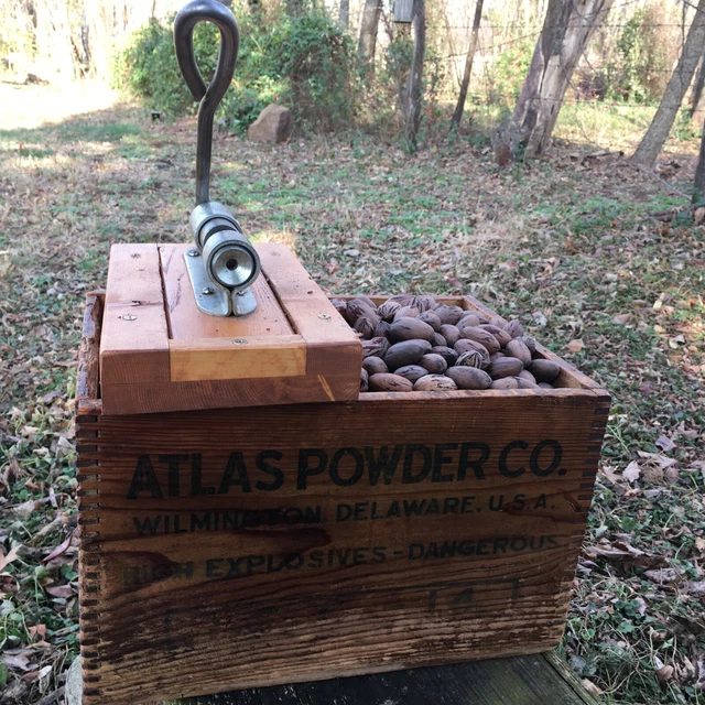 Fresh Missouri 2022 Crop Pecans  In A Vintage Atlas Powder Box With Cracker