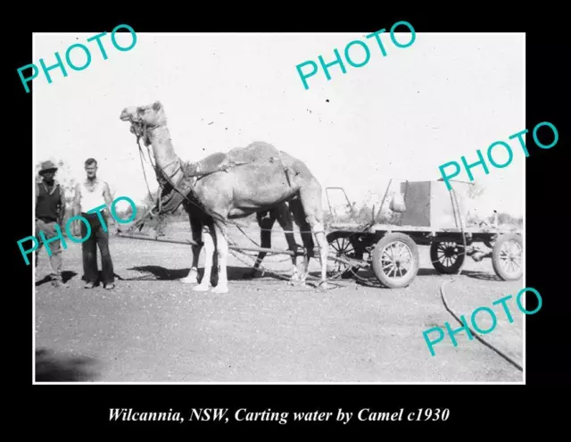 OLD LARGE HISTORIC PHOTO OF CAMEL CARTING WATER, WILCANNIA NSW ca1930