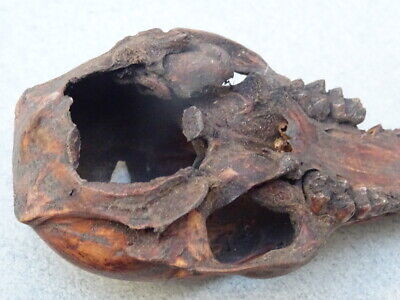 Skull Carved Timor Indonesiie 3