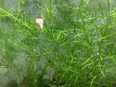Guppy Grass -Najas Floating Plant