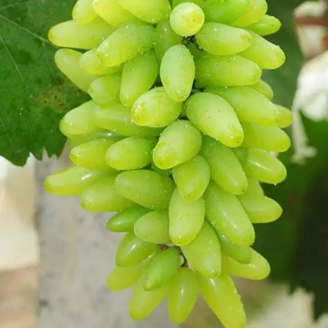 50 Green Finger Grape Seeds Vitis Vinifera Organic Fruit Seed Heirloom