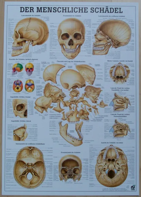 NEU Anatomie Lehr Poster Der menschliche Schädel / Kopf